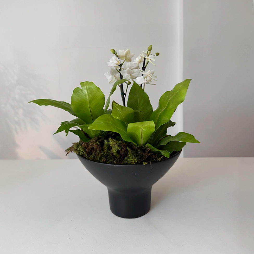 Vaso Lyon