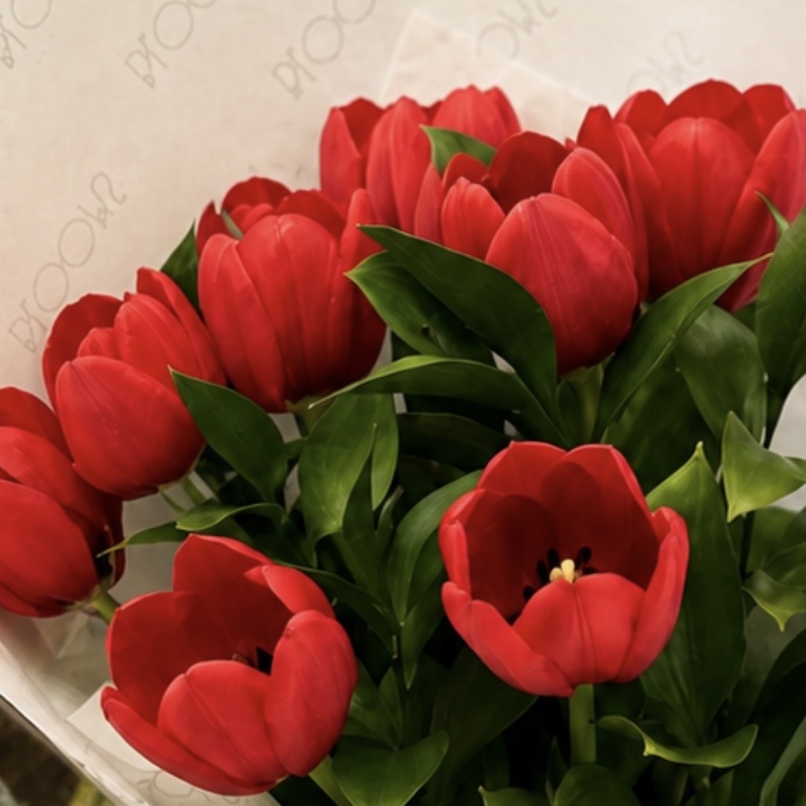 Buquê Velvet Tulips Rouge