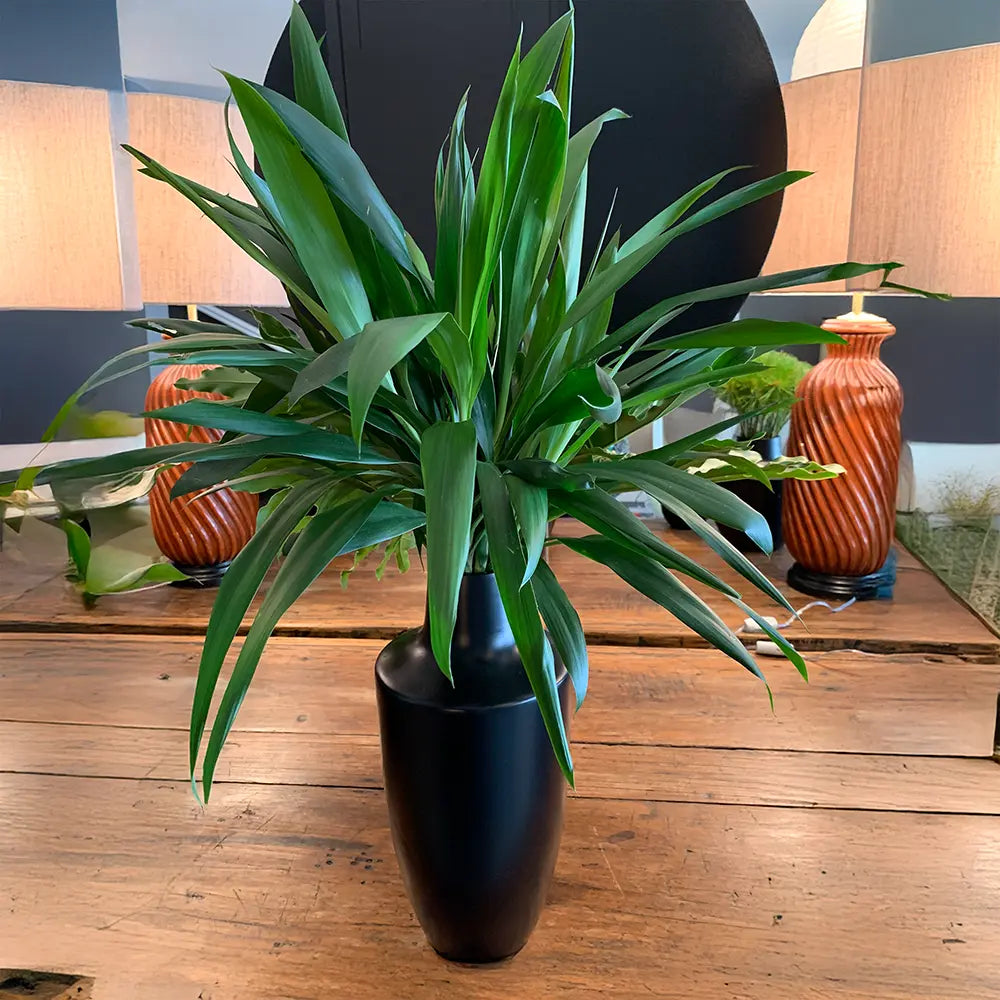 Vaso Barcelona