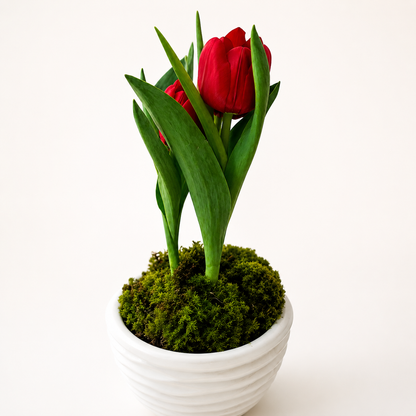 Vaso Holland