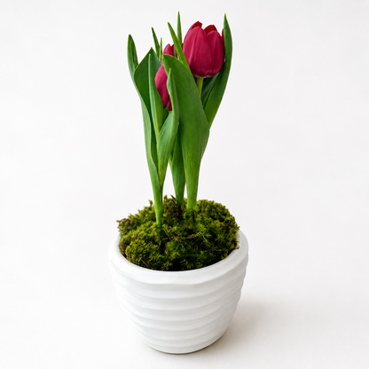 Vaso Holland