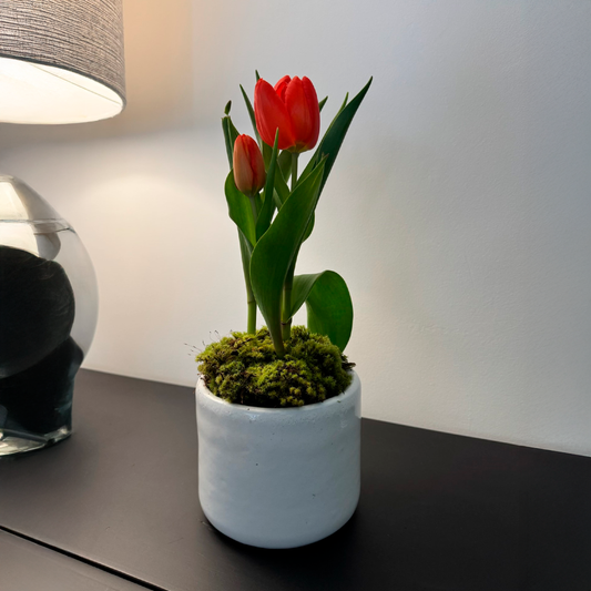 Vaso Holland