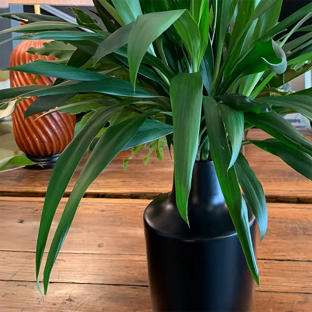 Vaso Barcelona